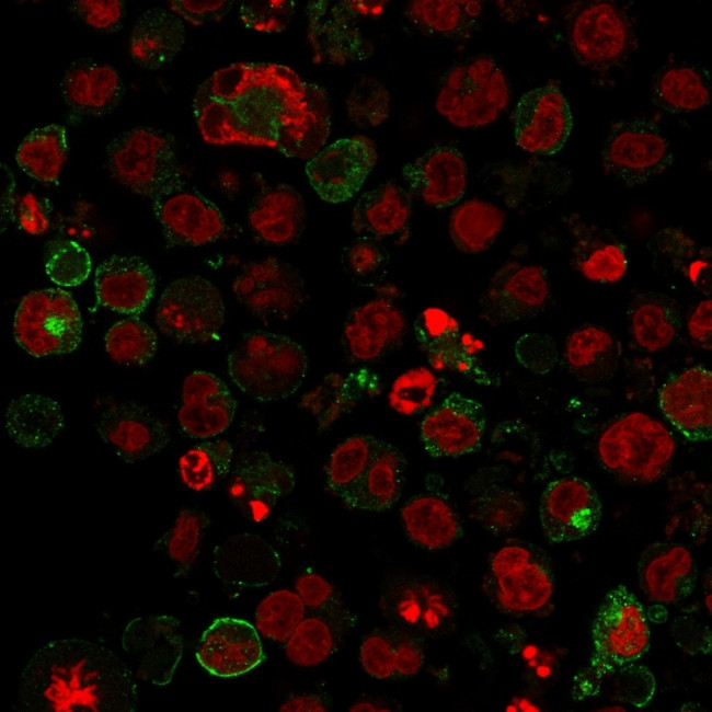 GLUT-1 Antibody in Immunocytochemistry (ICC/IF)