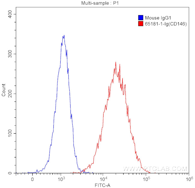 CD146 Antibody in Flow Cytometry (Flow)