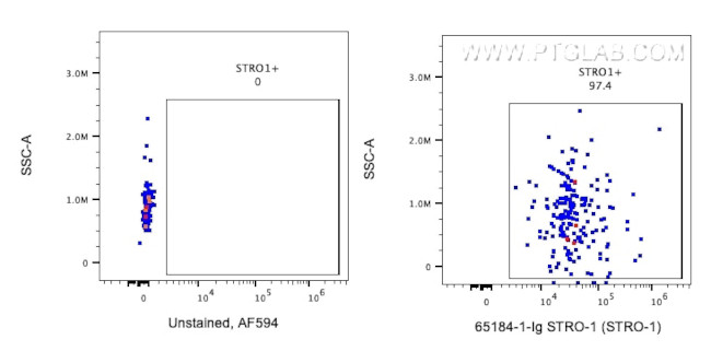 STRO-1 Antibody in Flow Cytometry (Flow)