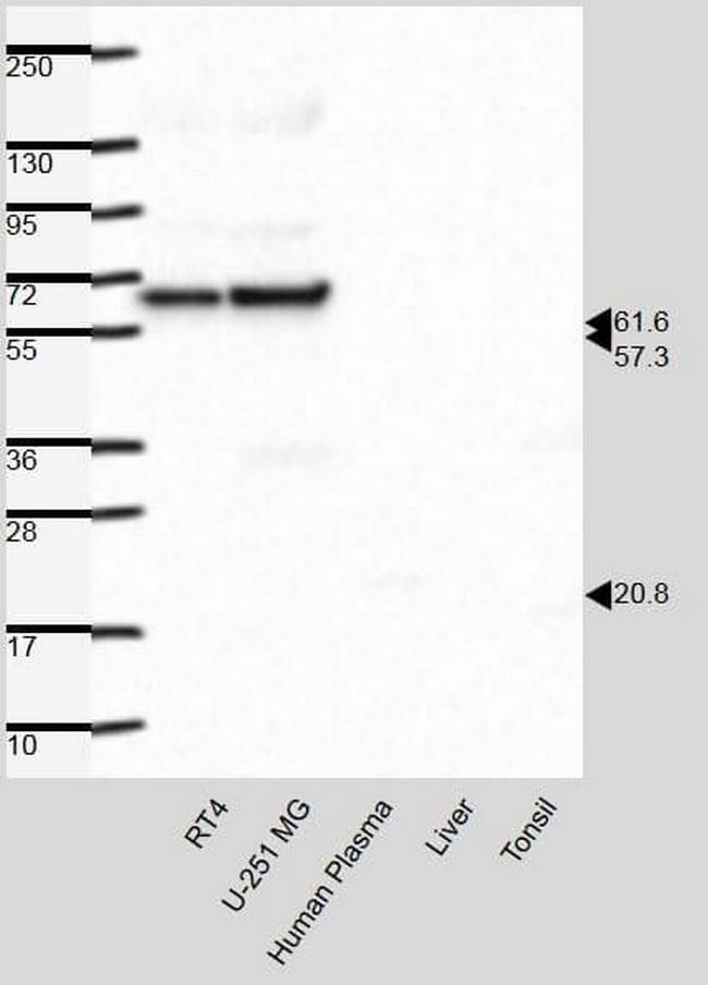 Nucleolar Helicase Antibody in Western Blot (WB)