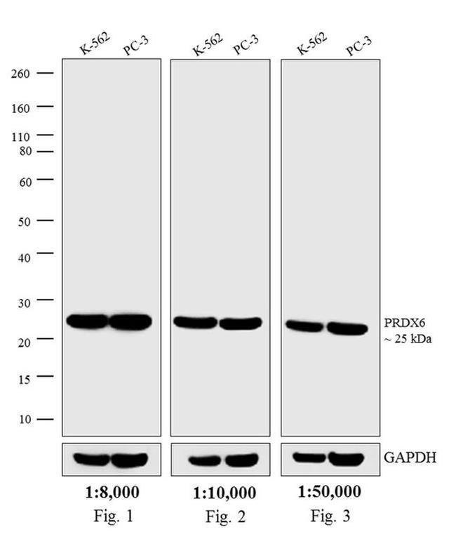 Rabbit IgG (H+L) Secondary Antibody in Western Blot (WB)