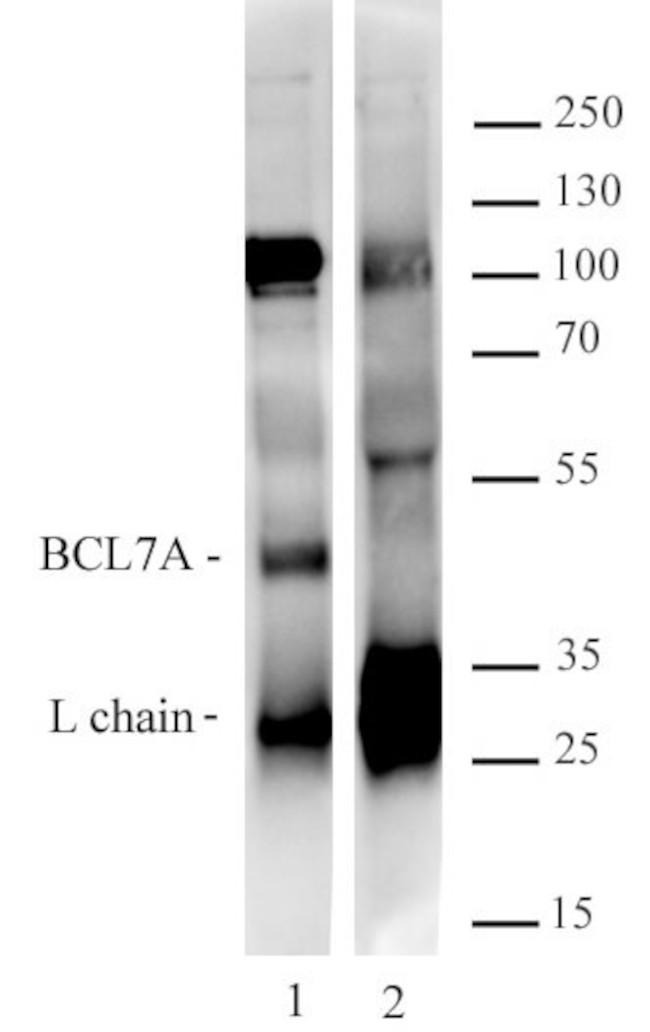 Bcl7A Antibody in Immunoprecipitation (IP)