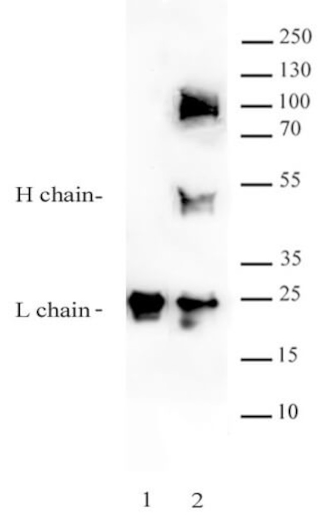 BRD9 Antibody in Immunoprecipitation (IP)