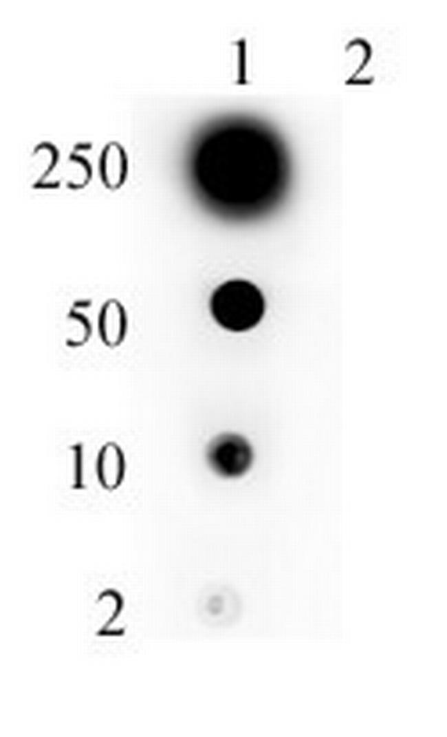 RNA pol II CTD Cit1810 Antibody in Dot Blot (DB)