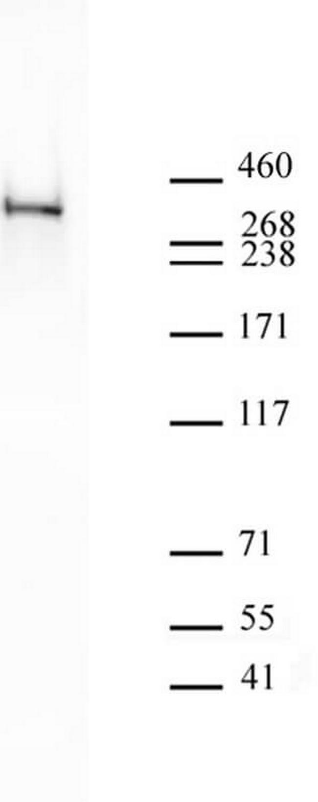 RNA pol II CTD Cit1810 Antibody in Western Blot (WB)