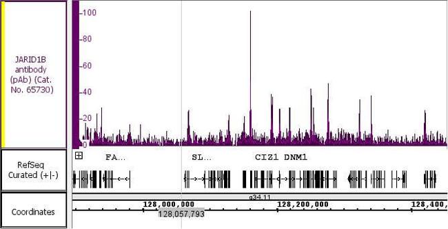 JARID1B/KDM5B Antibody in ChIP Assay (ChIP)