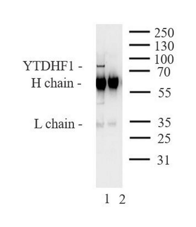 YTHDF1 Antibody in Western Blot (WB)