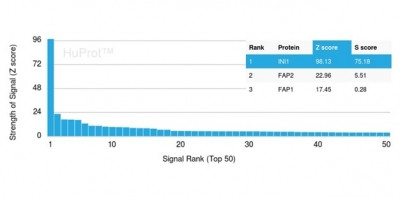 Integrase interactor 1 (INI-1)/SNF5/SMARCB1 Antibody in Peptide array (ARRAY)