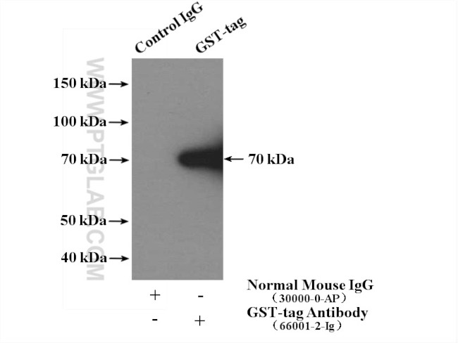 GST Tag Antibody in Immunoprecipitation (IP)