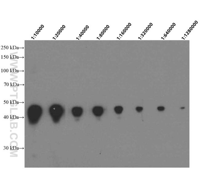 GST Tag Antibody in Western Blot (WB)