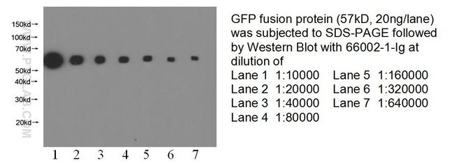 GFP tag Antibody in Western Blot (WB)