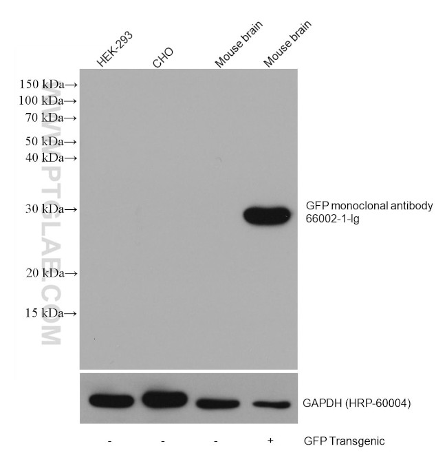 GFP tag Antibody in Western Blot (WB)