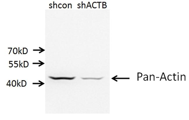 beta Actin Antibody in Western Blot (WB)