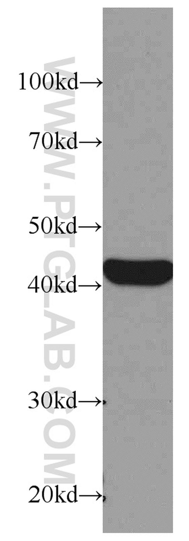 beta Actin Antibody in Western Blot (WB)