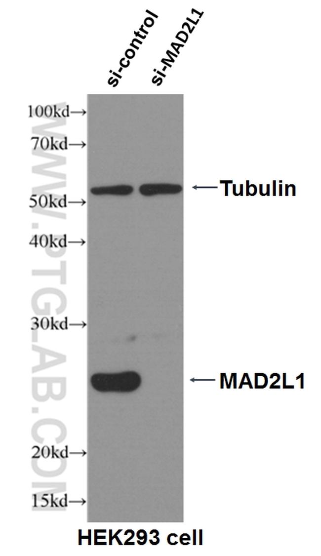 MAD2L1 Antibody in Western Blot (WB)