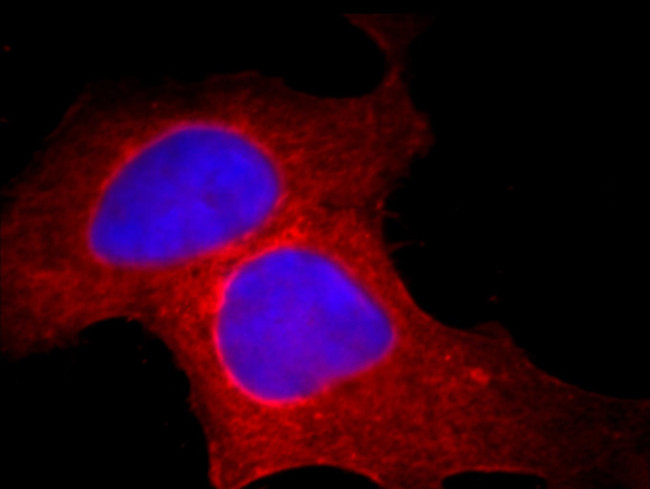 Bcl-XL Antibody in Immunocytochemistry (ICC/IF)