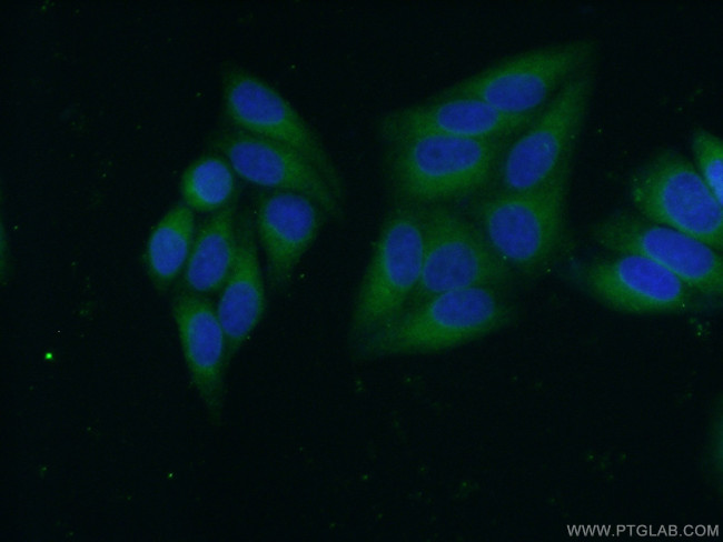 CYB5R3 Antibody in Immunocytochemistry (ICC/IF)