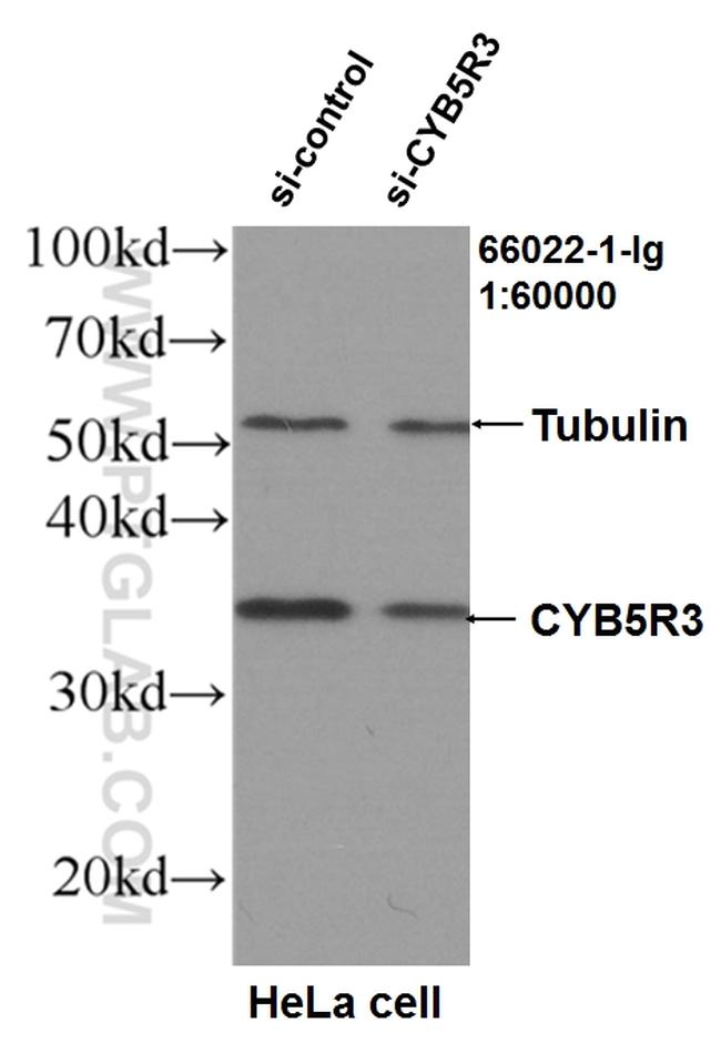 CYB5R3 Antibody in Western Blot (WB)