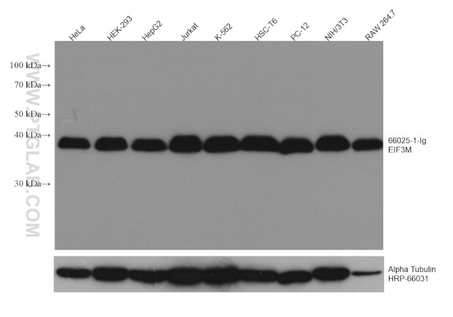 EIF3M Antibody in Western Blot (WB)