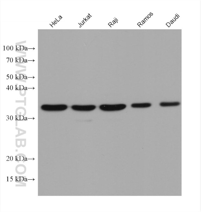 MCL1 Antibody in Western Blot (WB)