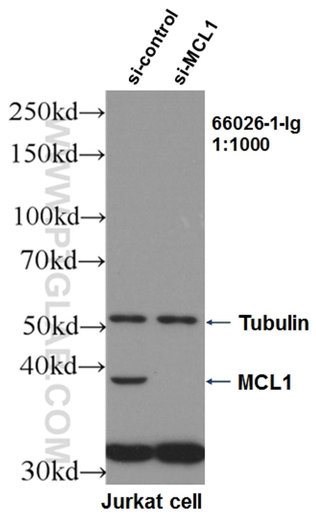 MCL1 Antibody in Western Blot (WB)