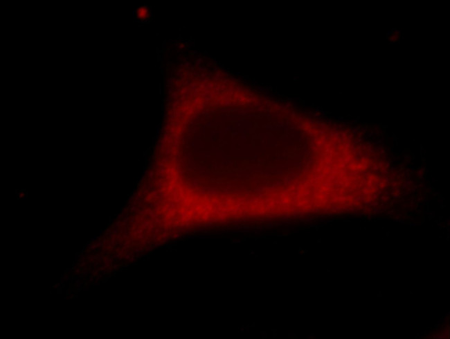 MCL1 Antibody in Immunocytochemistry (ICC/IF)