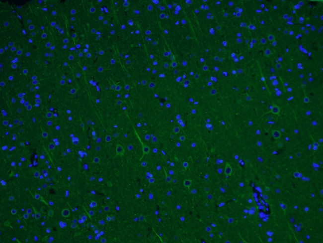 alpha Tubulin Antibody in Immunohistochemistry (PFA fixed) (IHC (PFA))