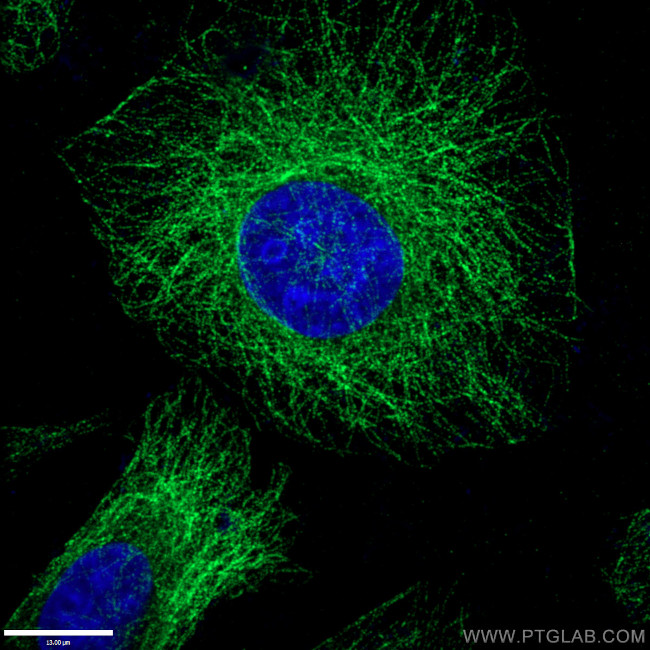 alpha Tubulin Antibody in Immunocytochemistry (ICC/IF)