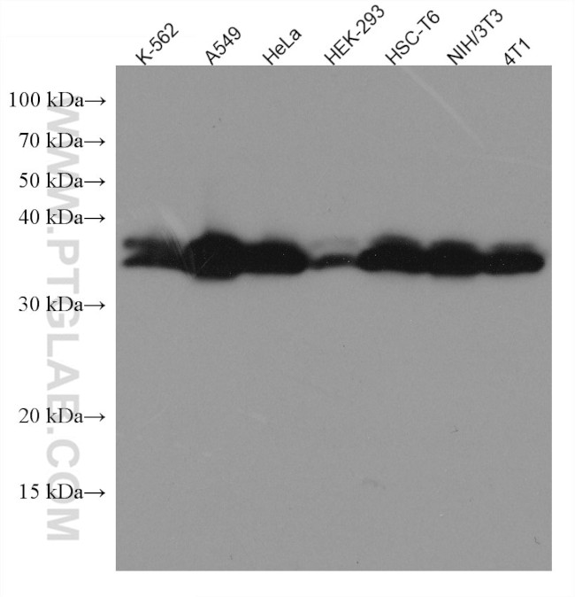 Annexin A2 Antibody in Western Blot (WB)