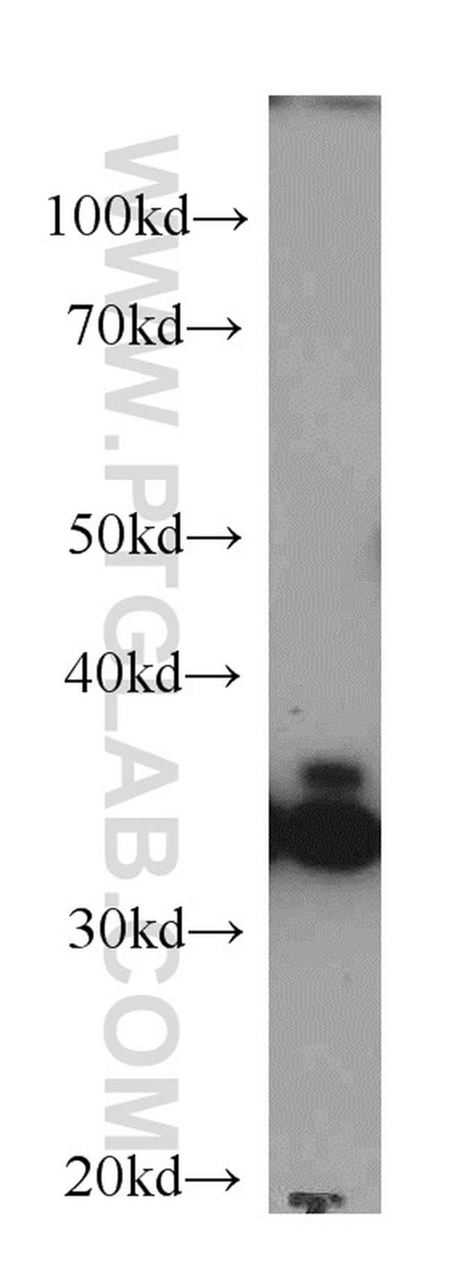 Annexin A2 Antibody in Western Blot (WB)