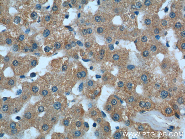 ASS1 Antibody in Immunohistochemistry (Paraffin) (IHC (P))