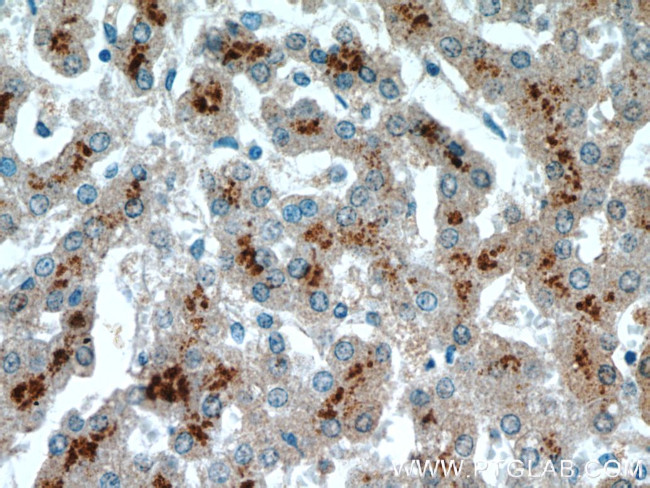 ASS1 Antibody in Immunohistochemistry (Paraffin) (IHC (P))