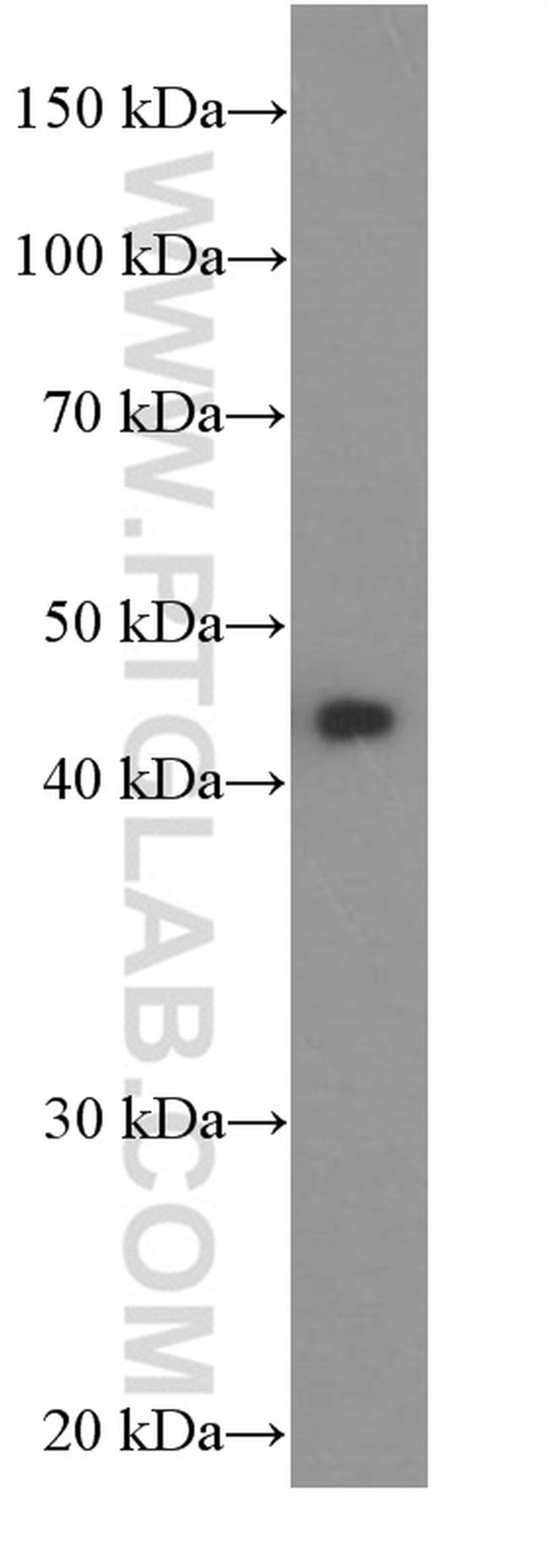 ASS1 Antibody in Western Blot (WB)