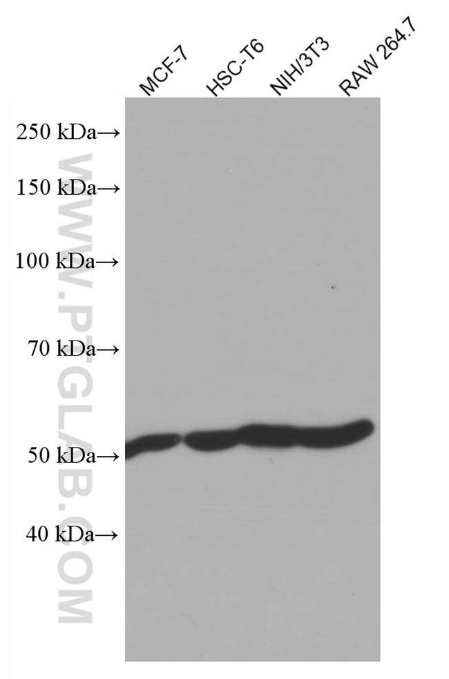 ATP5A1 Antibody in Western Blot (WB)