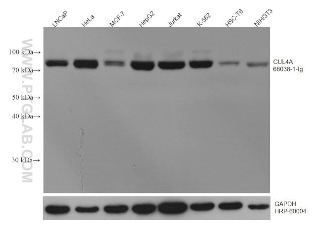 CUL4A Antibody in Western Blot (WB)