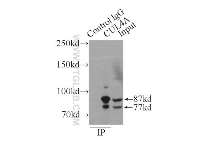 CUL4A Antibody in Immunoprecipitation (IP)