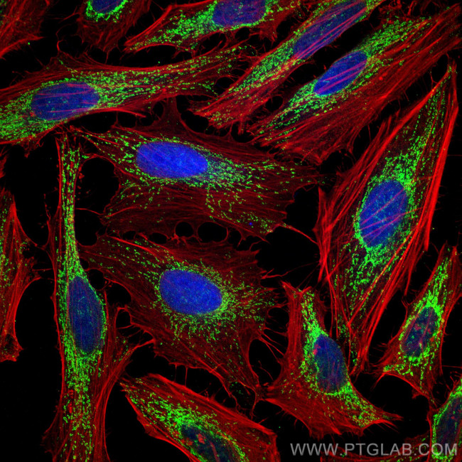 HSP60 Antibody in Immunocytochemistry (ICC/IF)