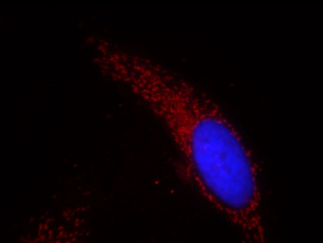 HSP60 Antibody in Immunocytochemistry (ICC/IF)