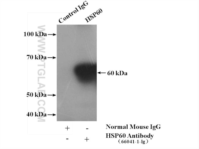 HSP60 Antibody in Immunoprecipitation (IP)