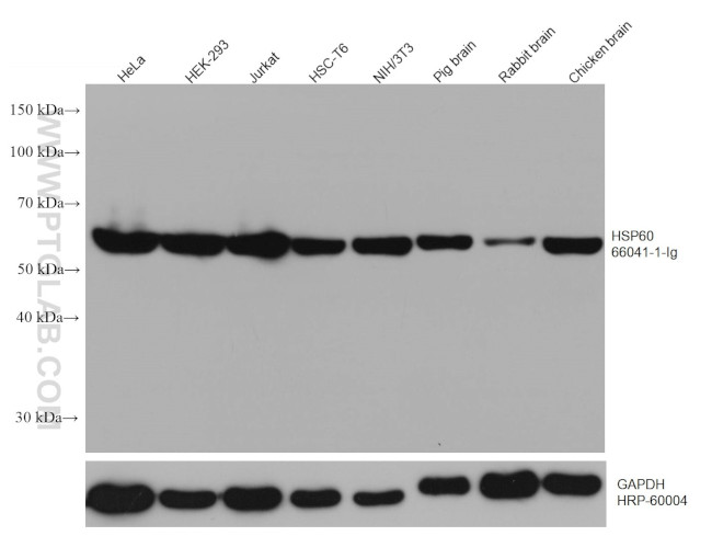 HSP60 Antibody in Western Blot (WB)