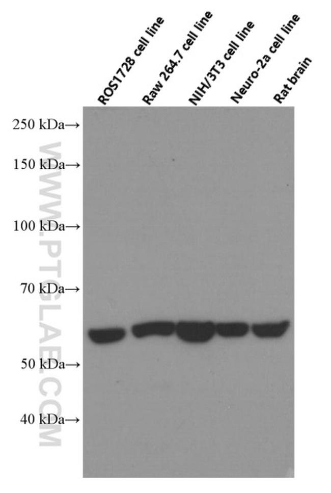 HSP60 Antibody in Western Blot (WB)