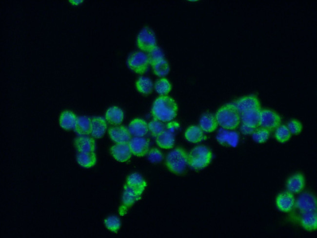 HSP60 Antibody in Immunocytochemistry (ICC/IF)