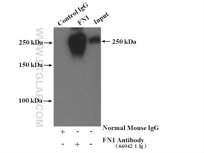 Fibronectin Antibody in Immunoprecipitation (IP)