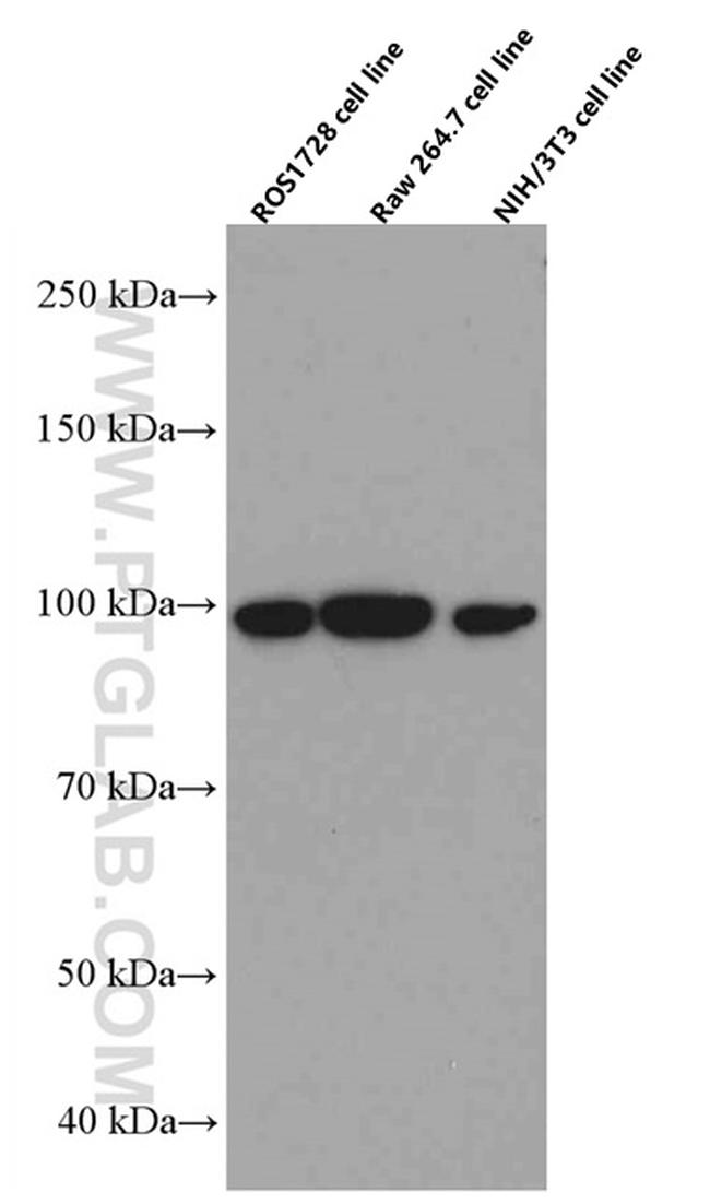 LONP1 Antibody in Western Blot (WB)