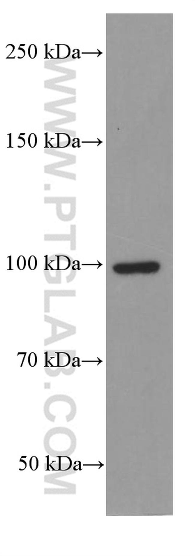 LONP1 Antibody in Western Blot (WB)