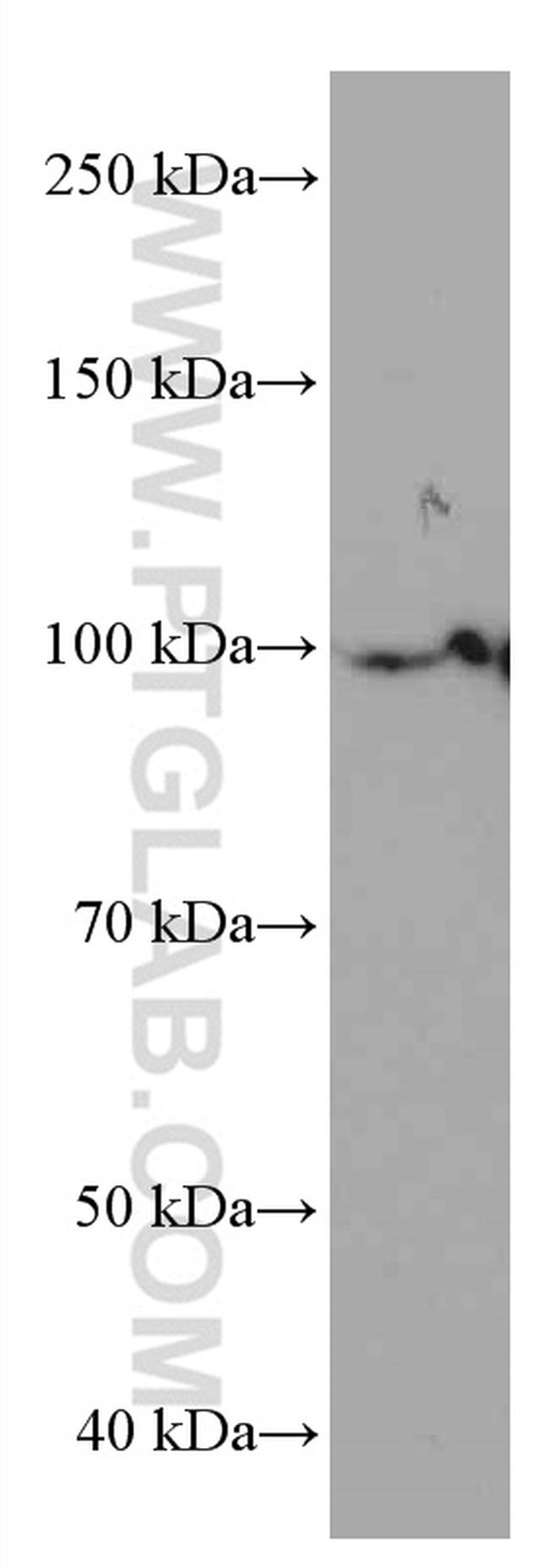 LONP1 Antibody in Western Blot (WB)