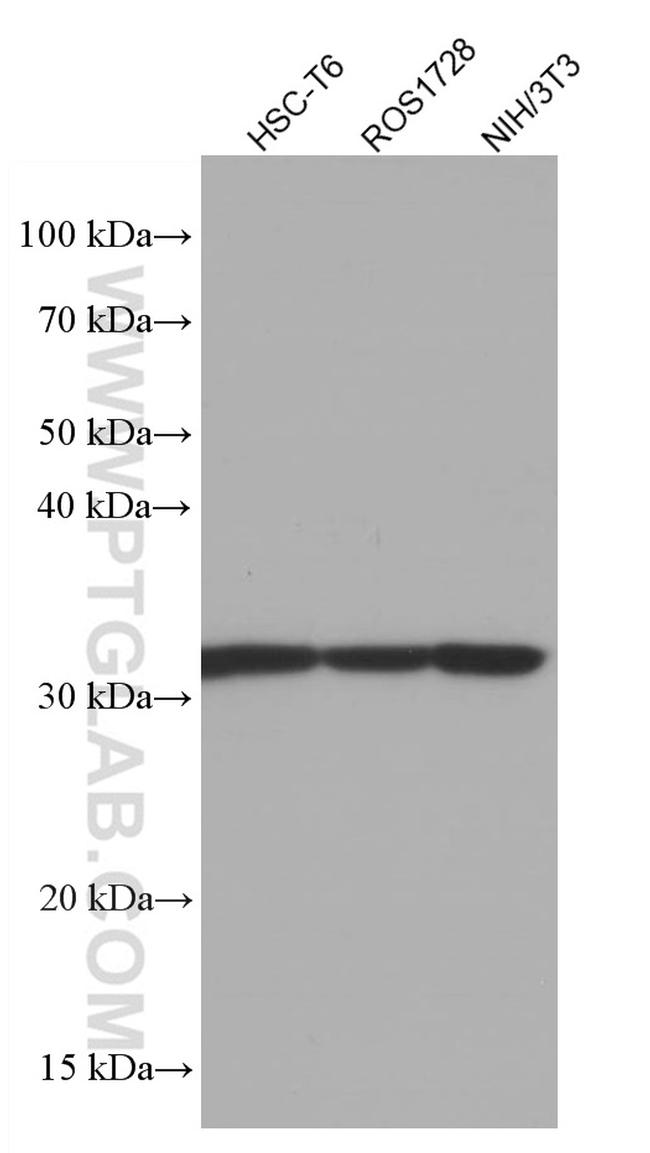 RPS3 Antibody in Western Blot (WB)