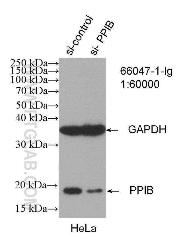 Cyclophilin B Antibody in Western Blot (WB)