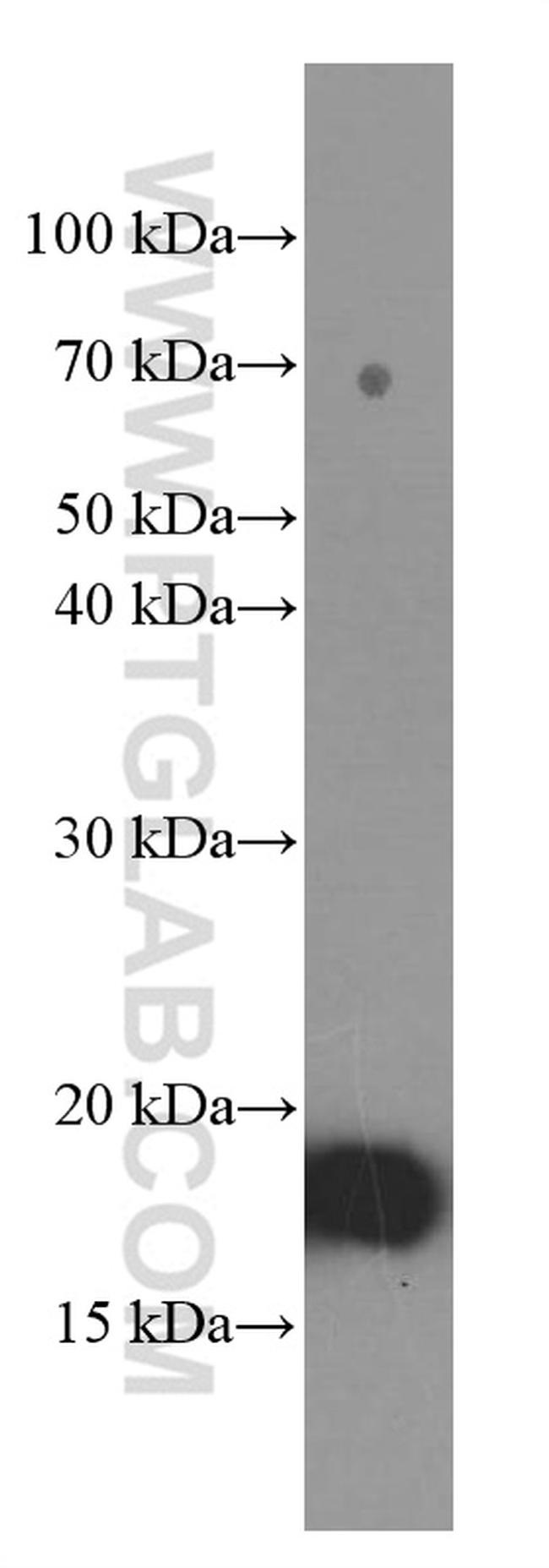 Cyclophilin B Antibody in Western Blot (WB)