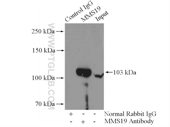 MMS19 Antibody in Immunoprecipitation (IP)